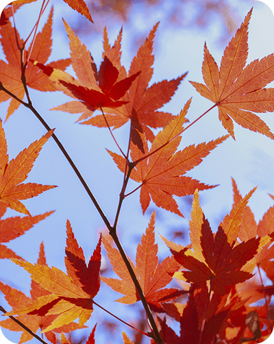 紅葉